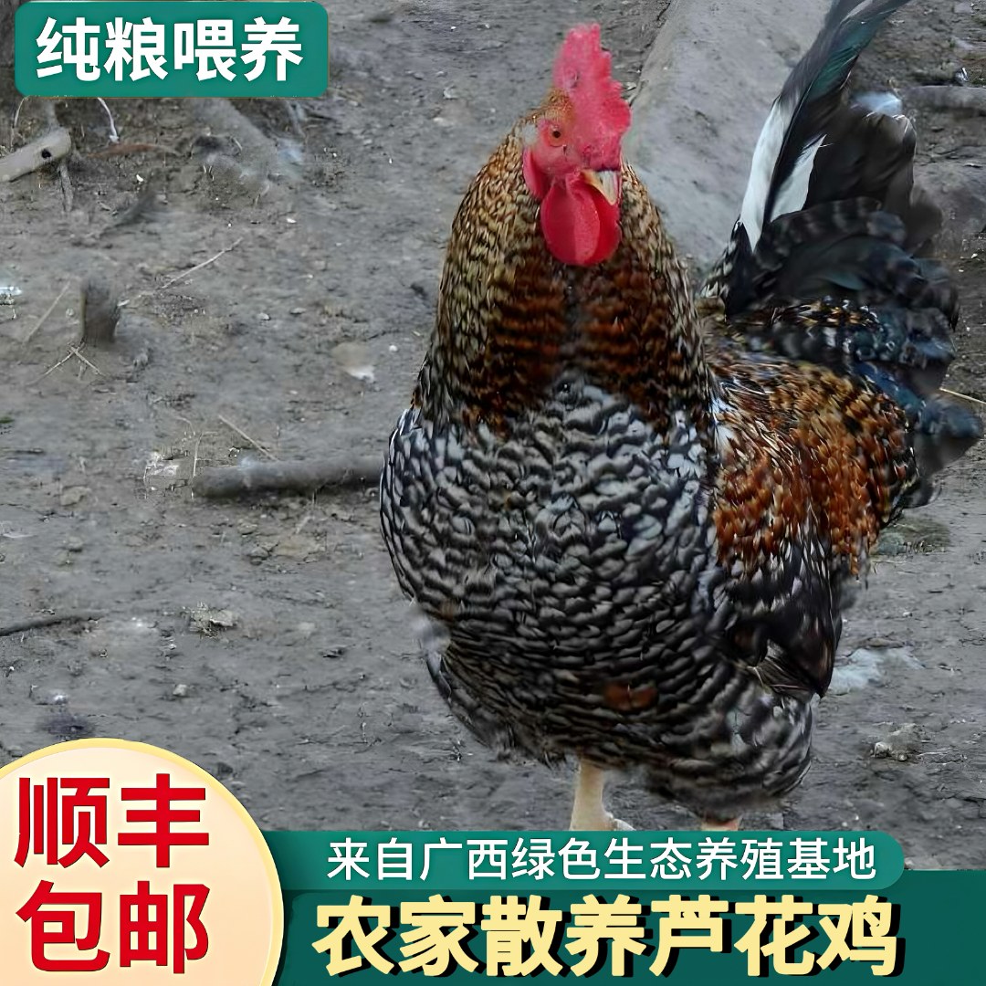 【生鲜鸡肉】散养芦花鸡公鸡（闷鸡，炖鸡首选），免费代宰杀