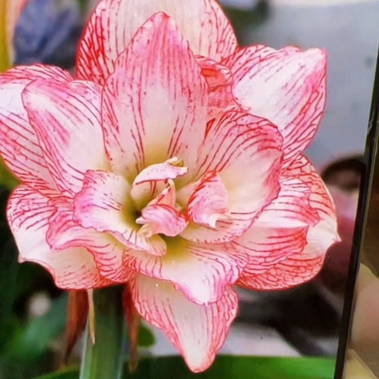 朱顶红560开花球5-6cm