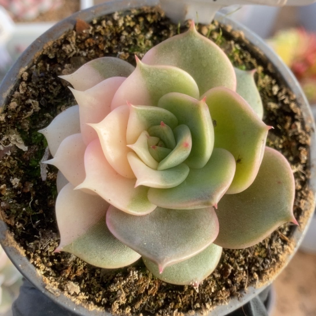 427贝加尔湖锦锦锦锦锦