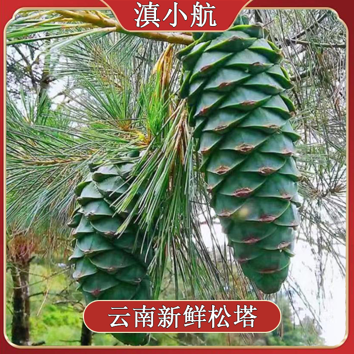 2025云南新鲜松塔巨型松果带松子特大坚果非东北生松子松鼠粮食