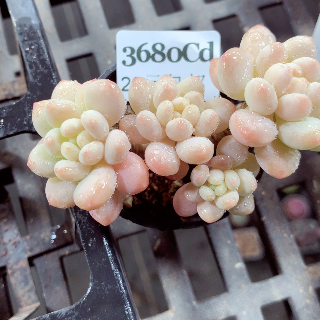 5厘米盆精控多肉3680