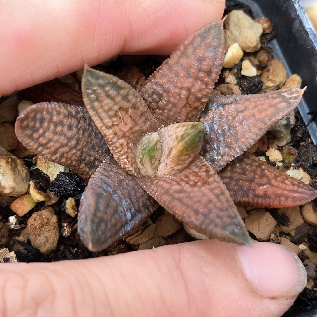 红陶447号大理石女王一物一拍