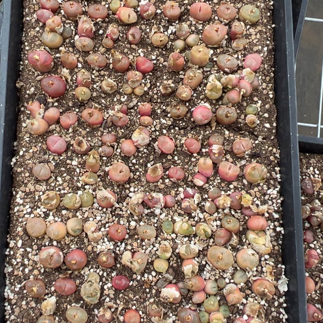 *****吕毛一筐，顺丰到付