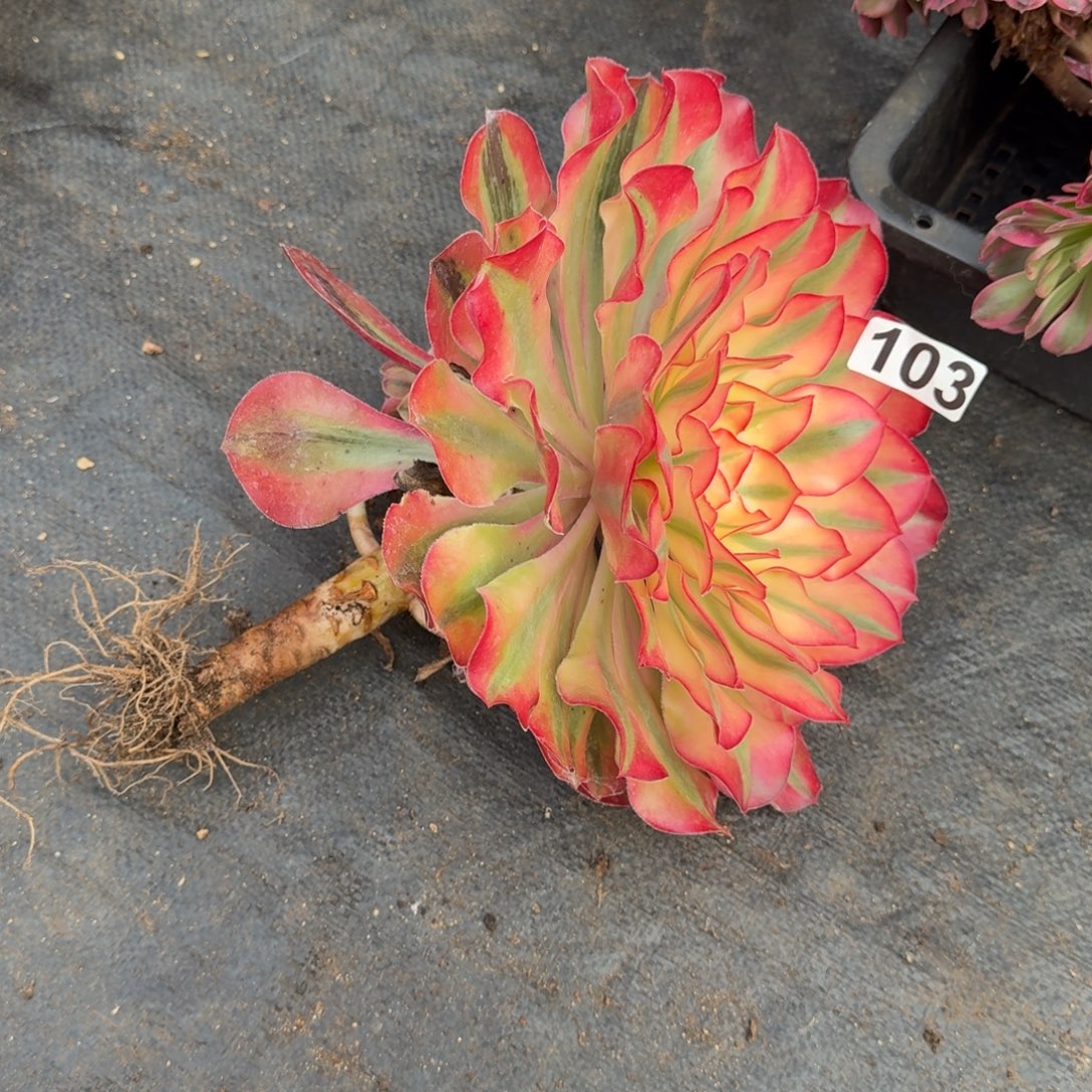 103多肉植物爱丽丝有砍特价