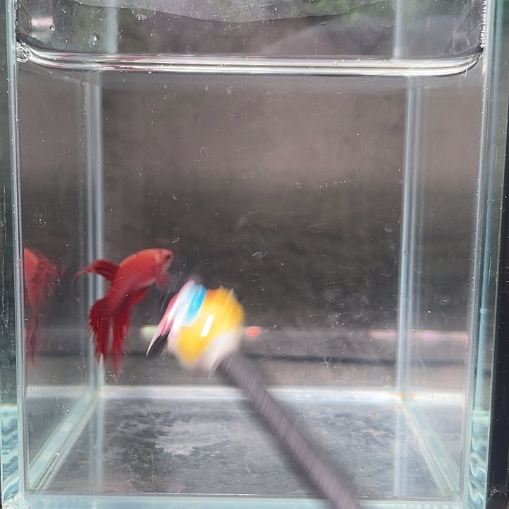 斗鱼听风观赏斗鱼