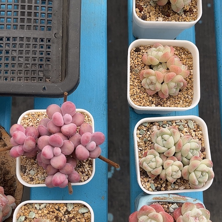 窝***味冰玉精控小老桩好看