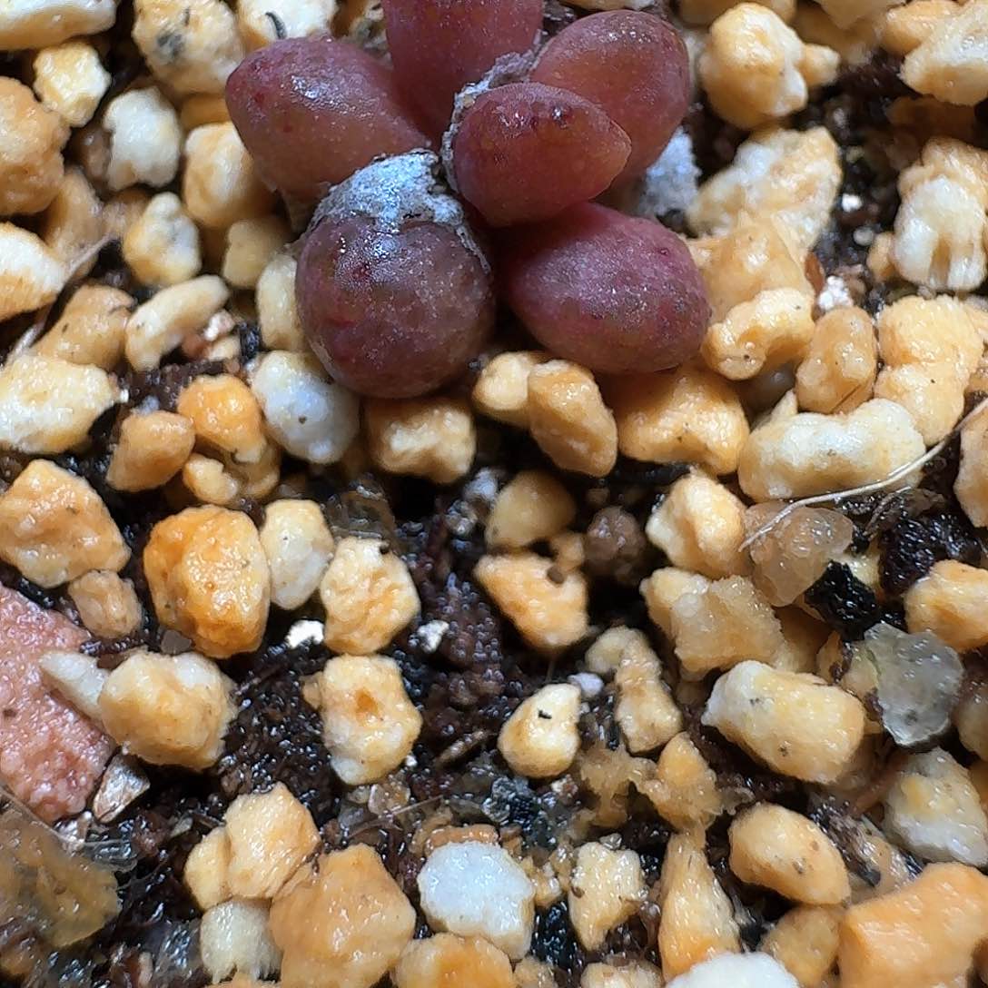 119h号多肉植物哇f g g