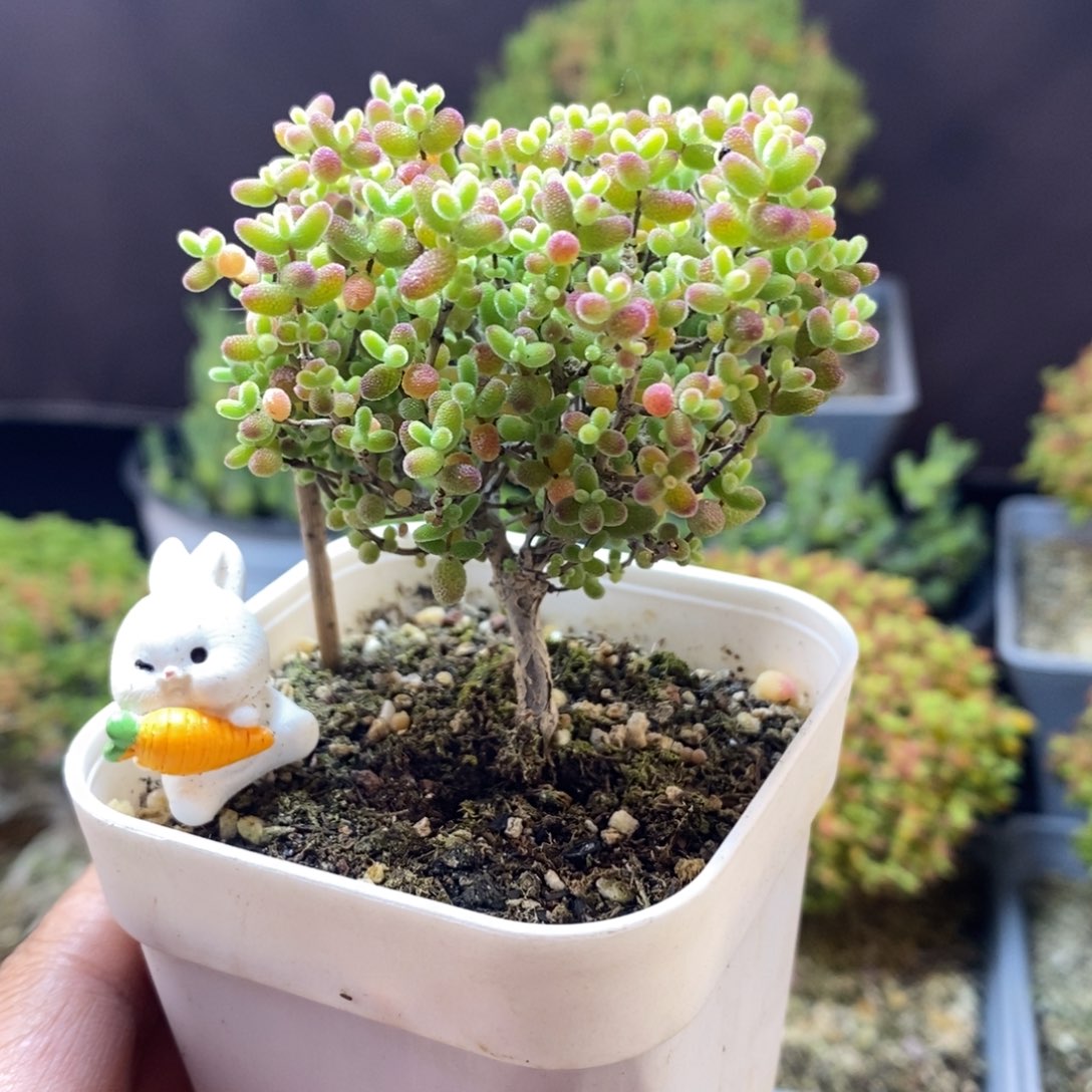 玉***l无花朵44号蜜橘糖球