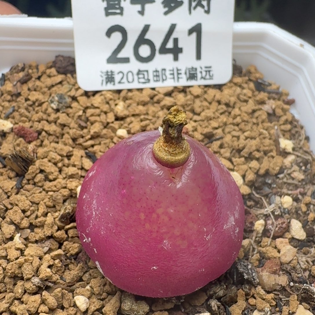 带盆土。                
