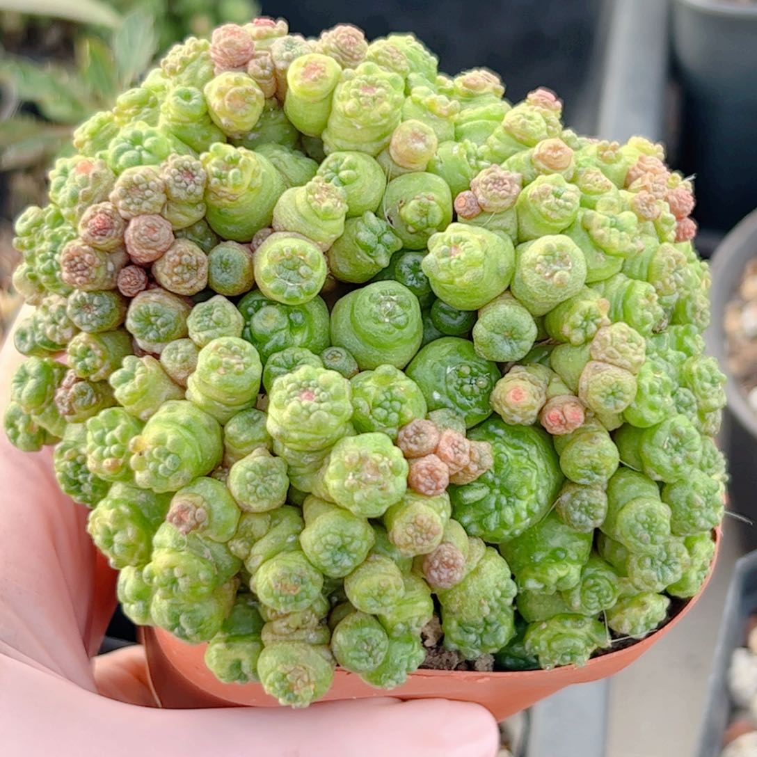 小****心一点红自根仙人球