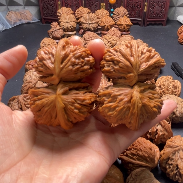 白狮子连体57尺寸核桃哈哈哈哈哈