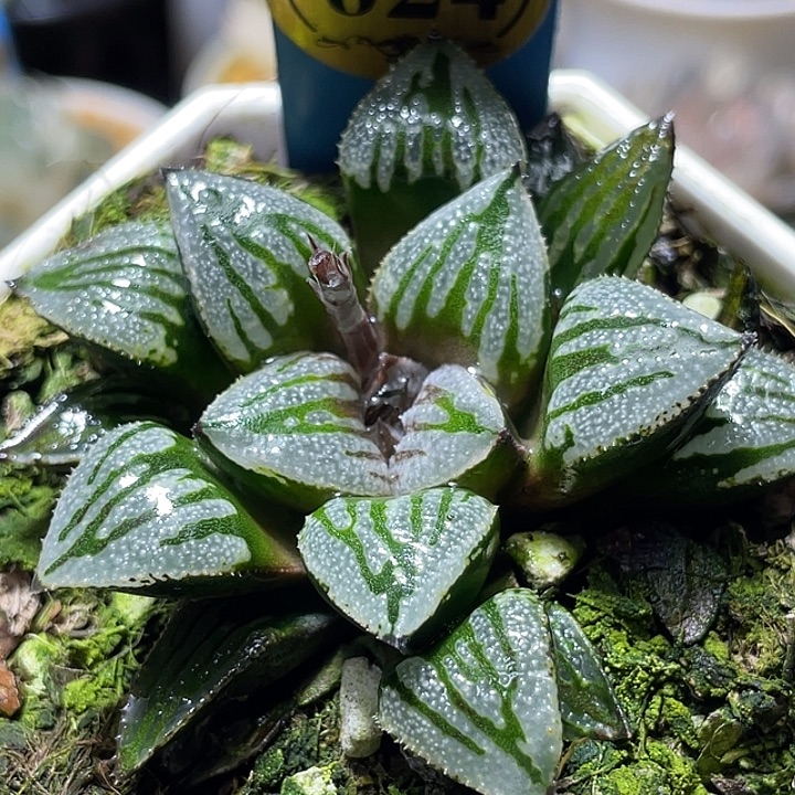 熙***园624快克特选福利一物