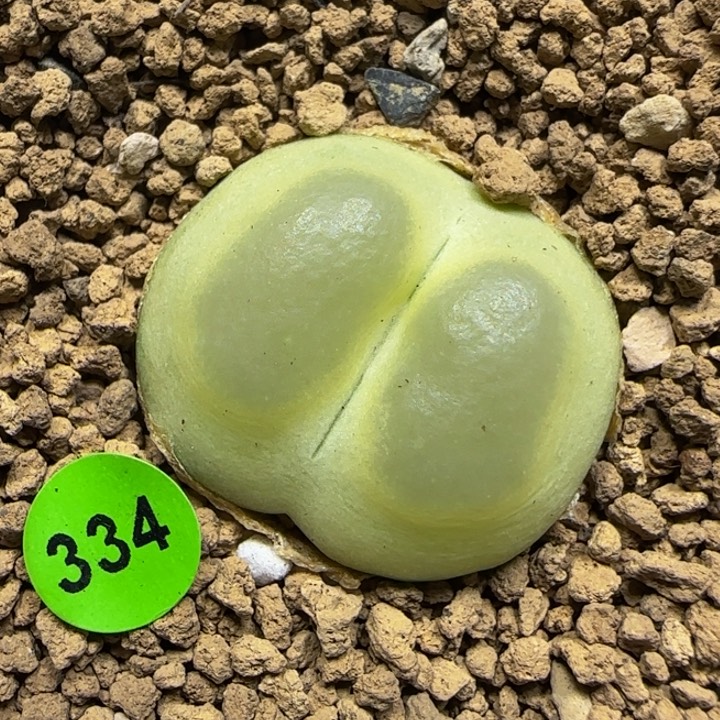 拉登2.7+多肉植物334