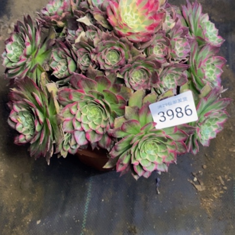 莲花座多肉植物3986