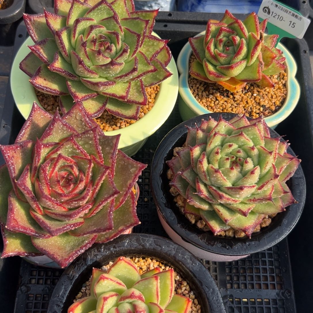 从前慢花园多肉编号1210-15