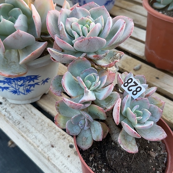 小***?828白凤脱土发货不退不换