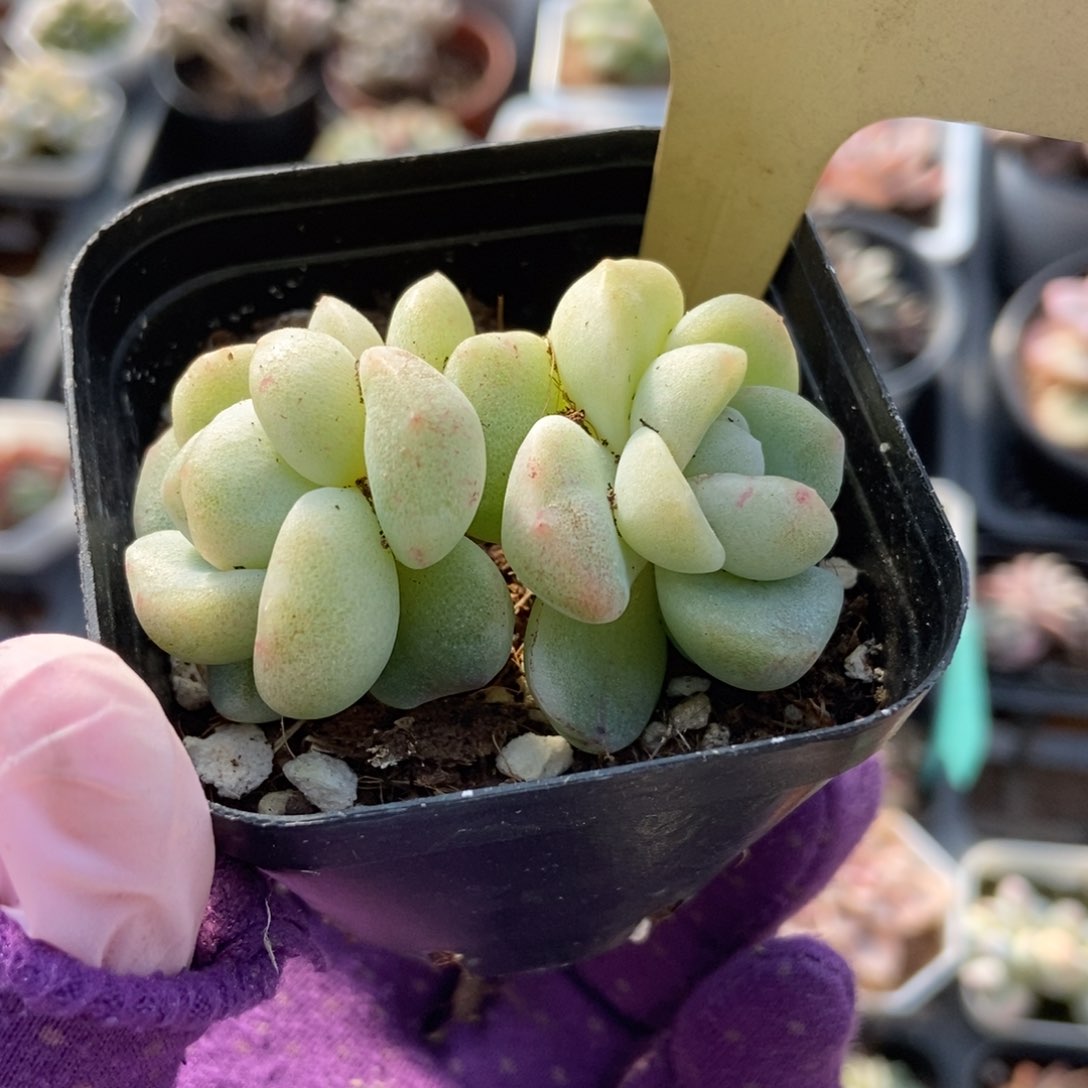 537冰玉石化多肉植物保护