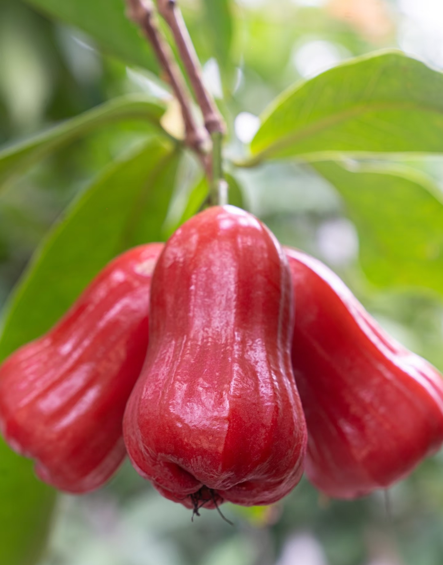 莲雾云南新鲜采摘