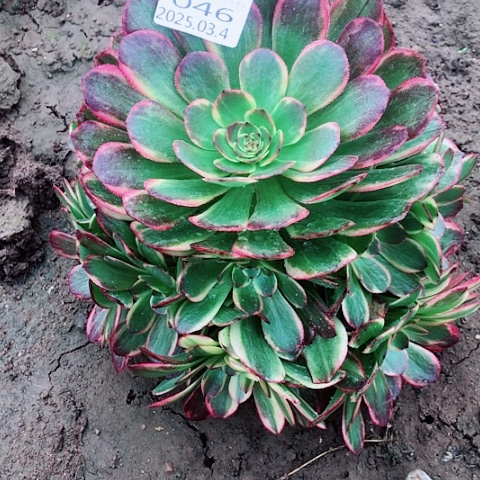 3.4-46半夏多肉植物