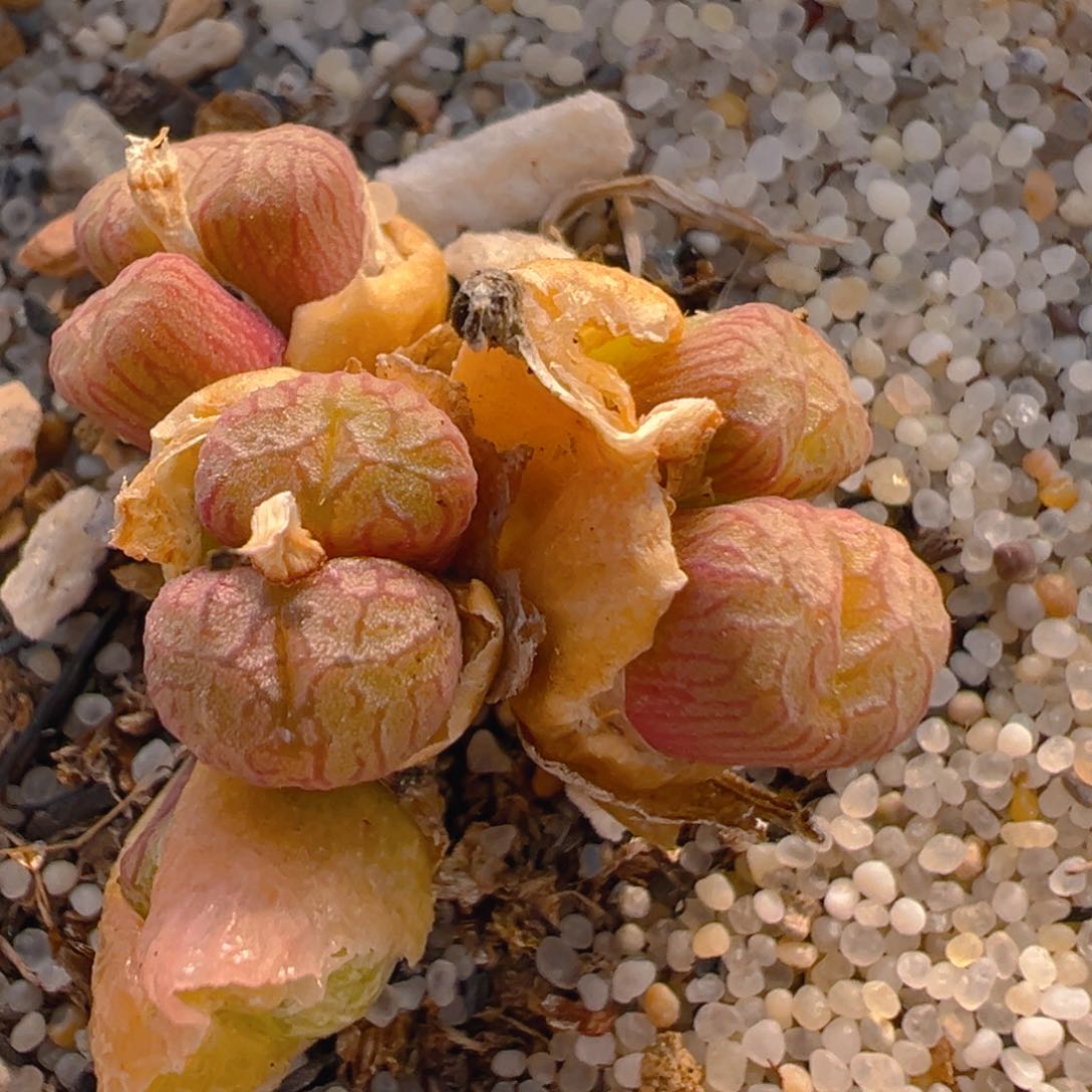 22多肉植物百科知识