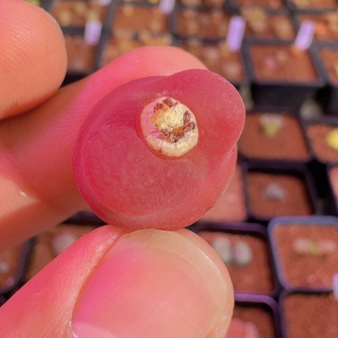 云缦新年特惠4.43 水蜜桃