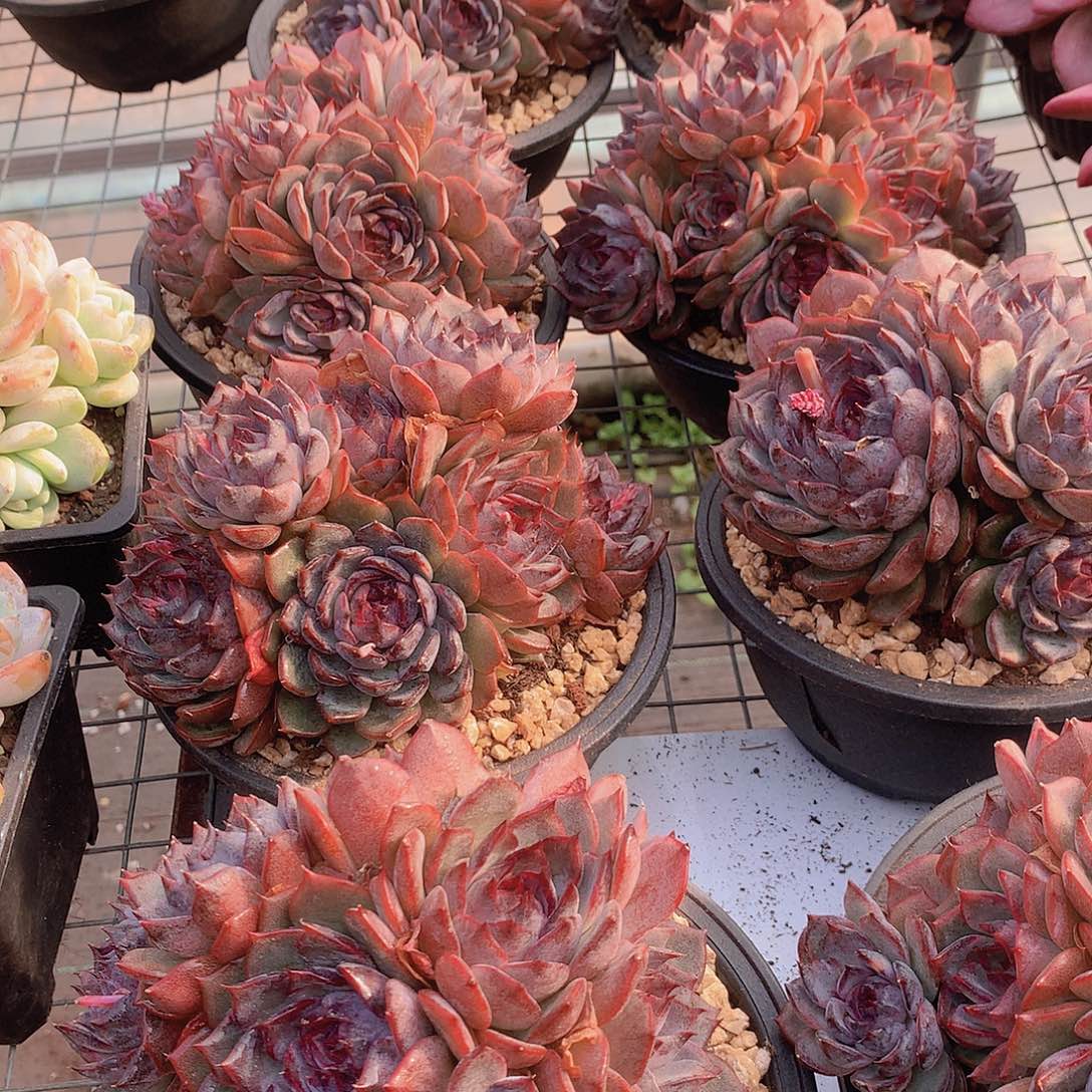 蓝色妖姬456788990000