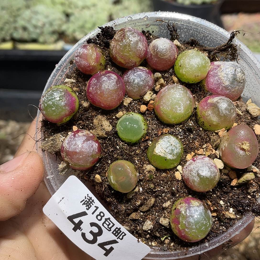 434当天凑满十八元包邮生石花