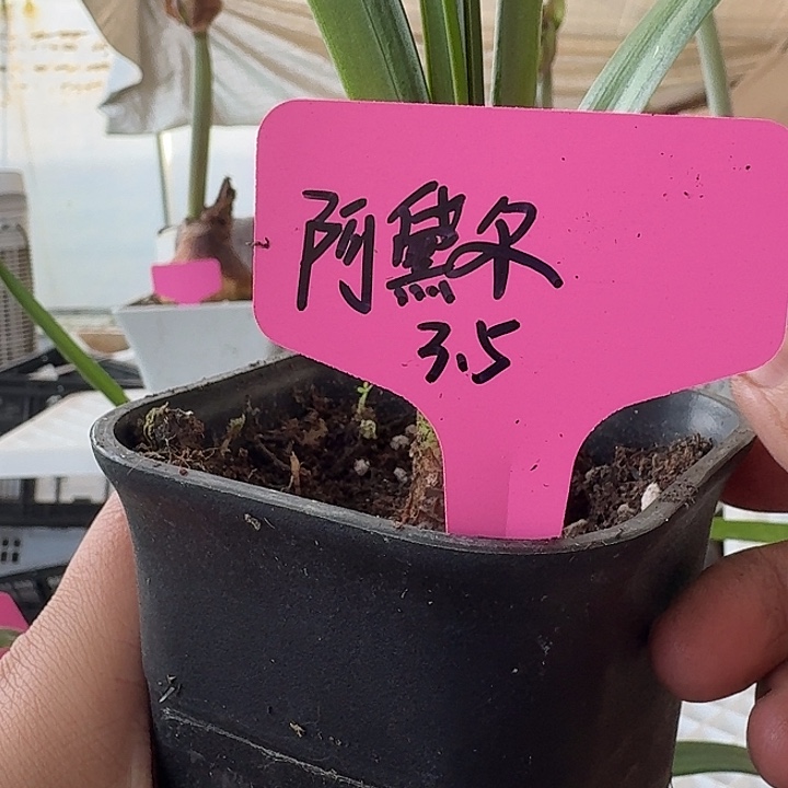 无花朵阿黛尔直径3-3.5