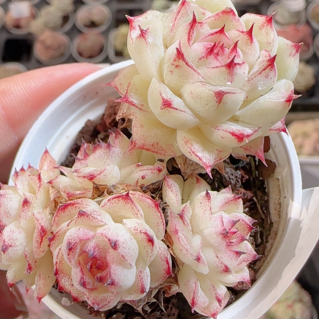 花语多肉0102-115魔仙散