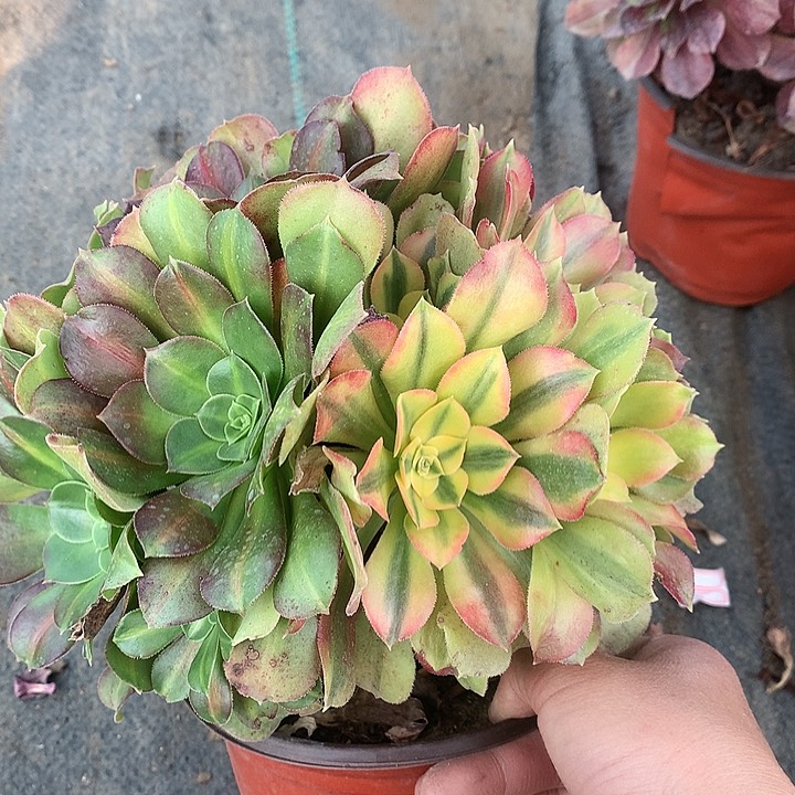 113红袖阴阳多肉植物