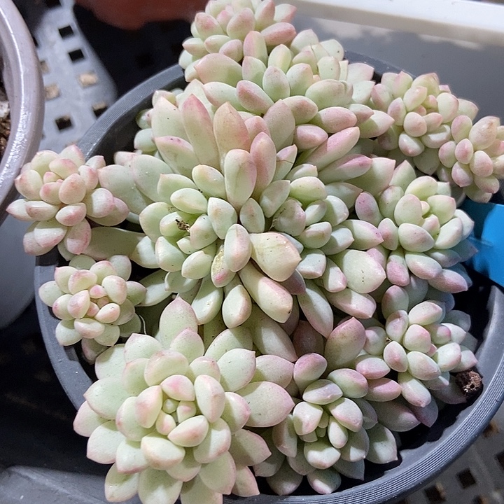 多肉植物小红蛋锦10