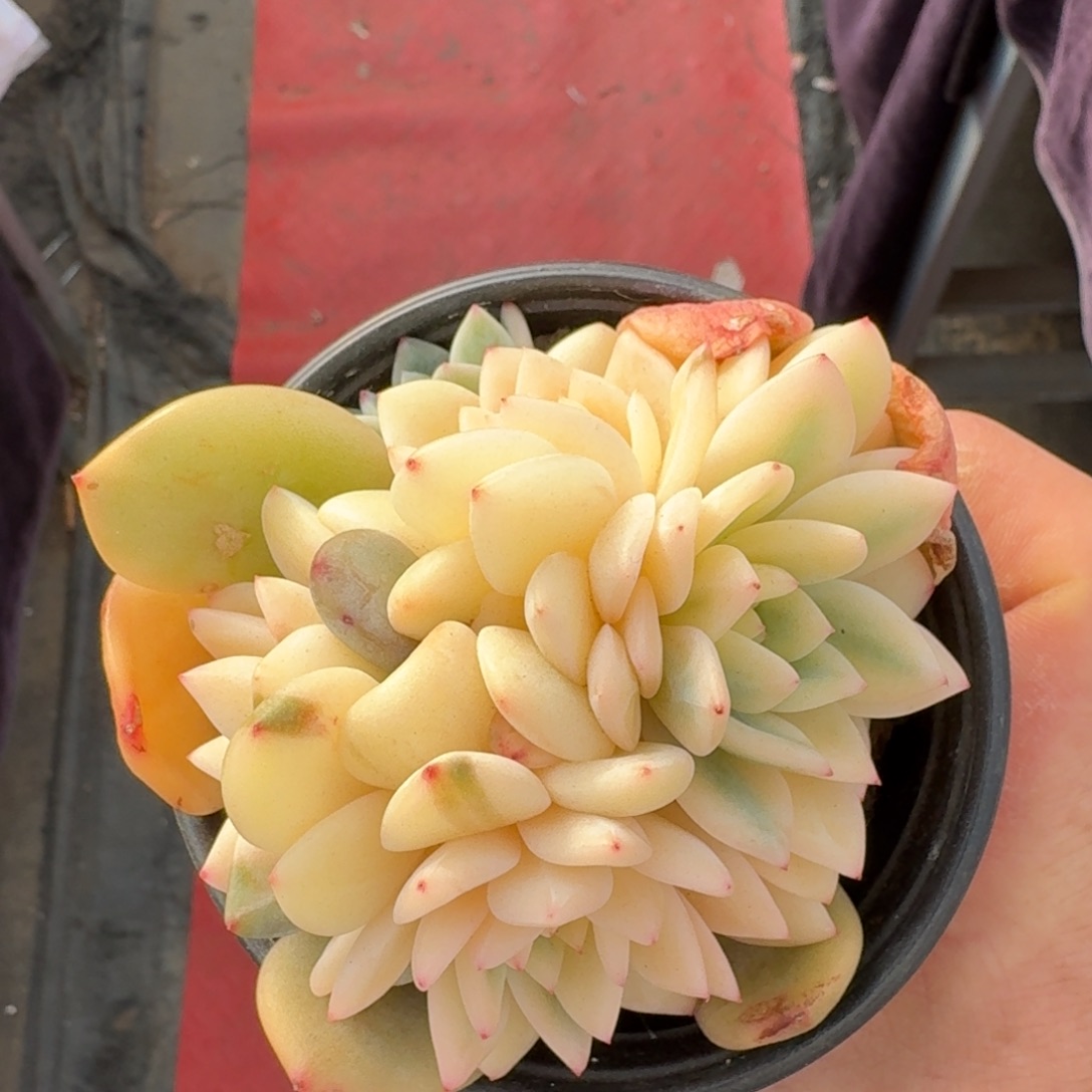 11厘米的尺寸一物一拍的