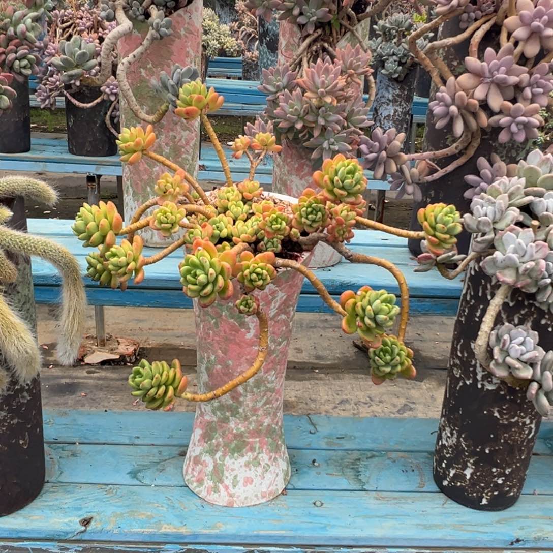 精品香格里拉妖桩 裸根