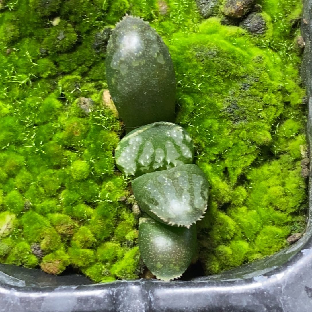 是是是是是是是是是寿