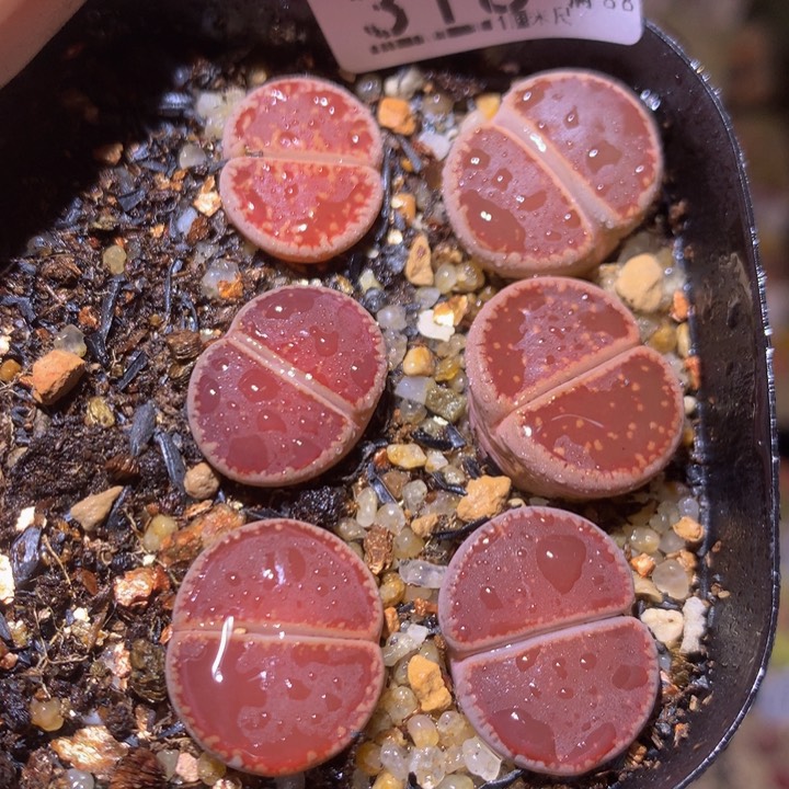 精品生石花220.318