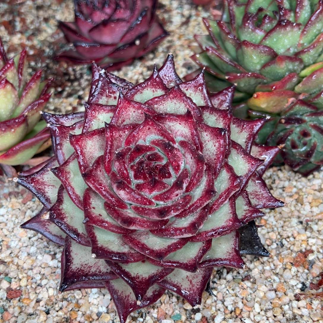 从前慢多肉精选编号0116.224