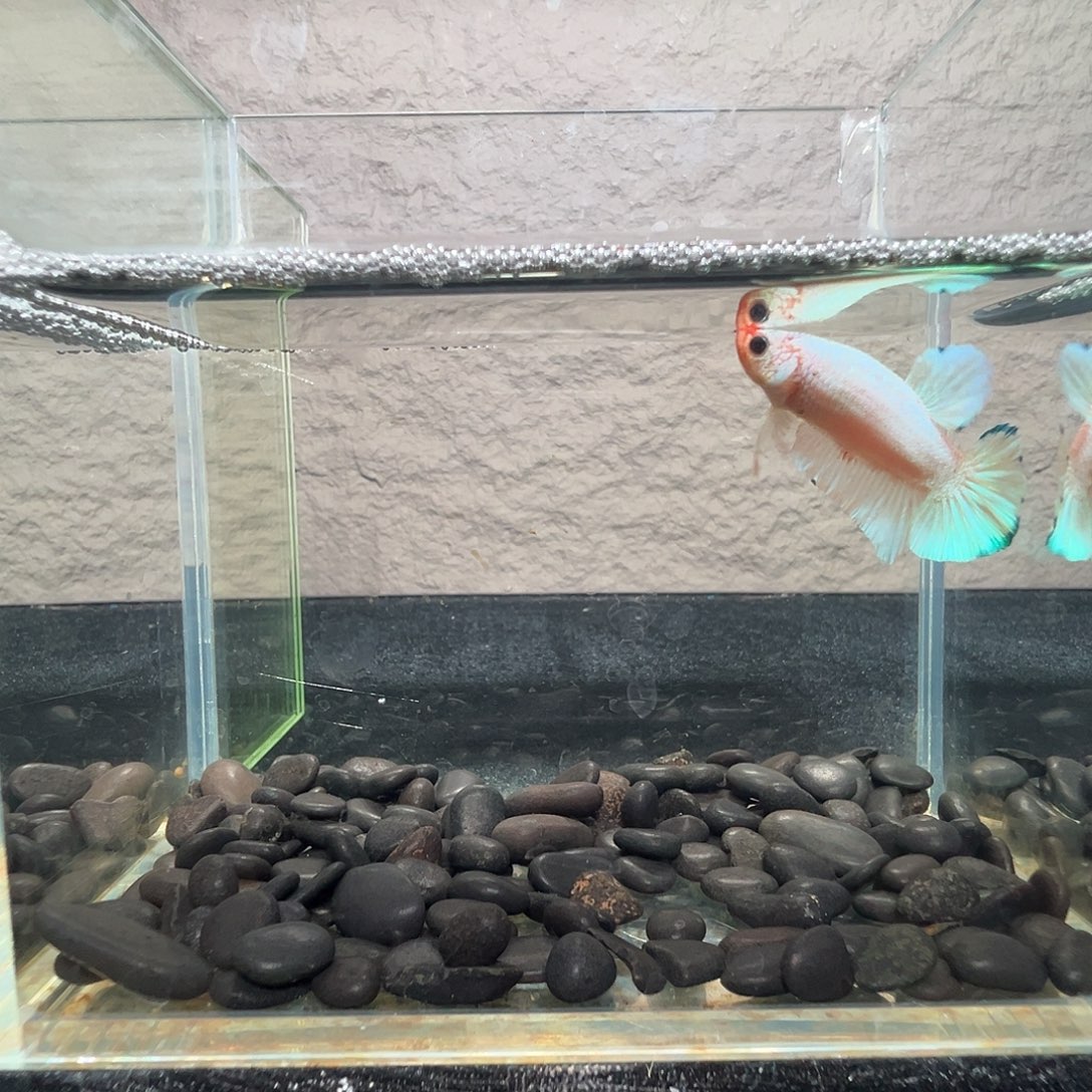 斗鱼阿浩泰斗24日46