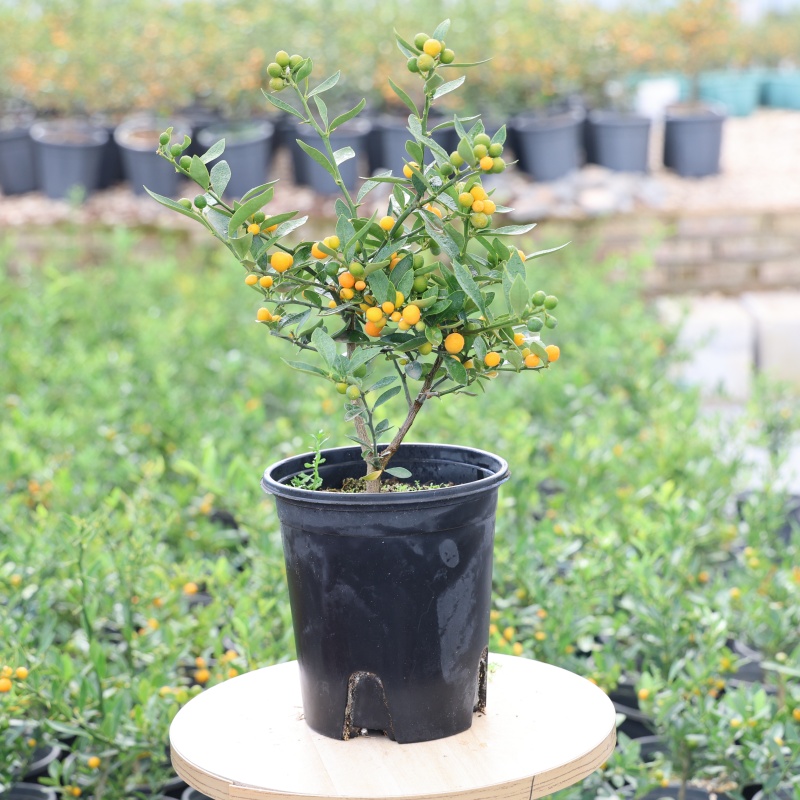 无品牌一物一拍（福豆）观果植物室内外观赏盆栽花卉好养易活