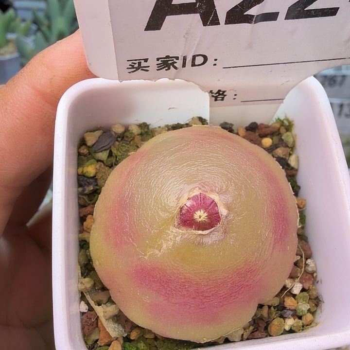 224。大灯泡3.8厘米