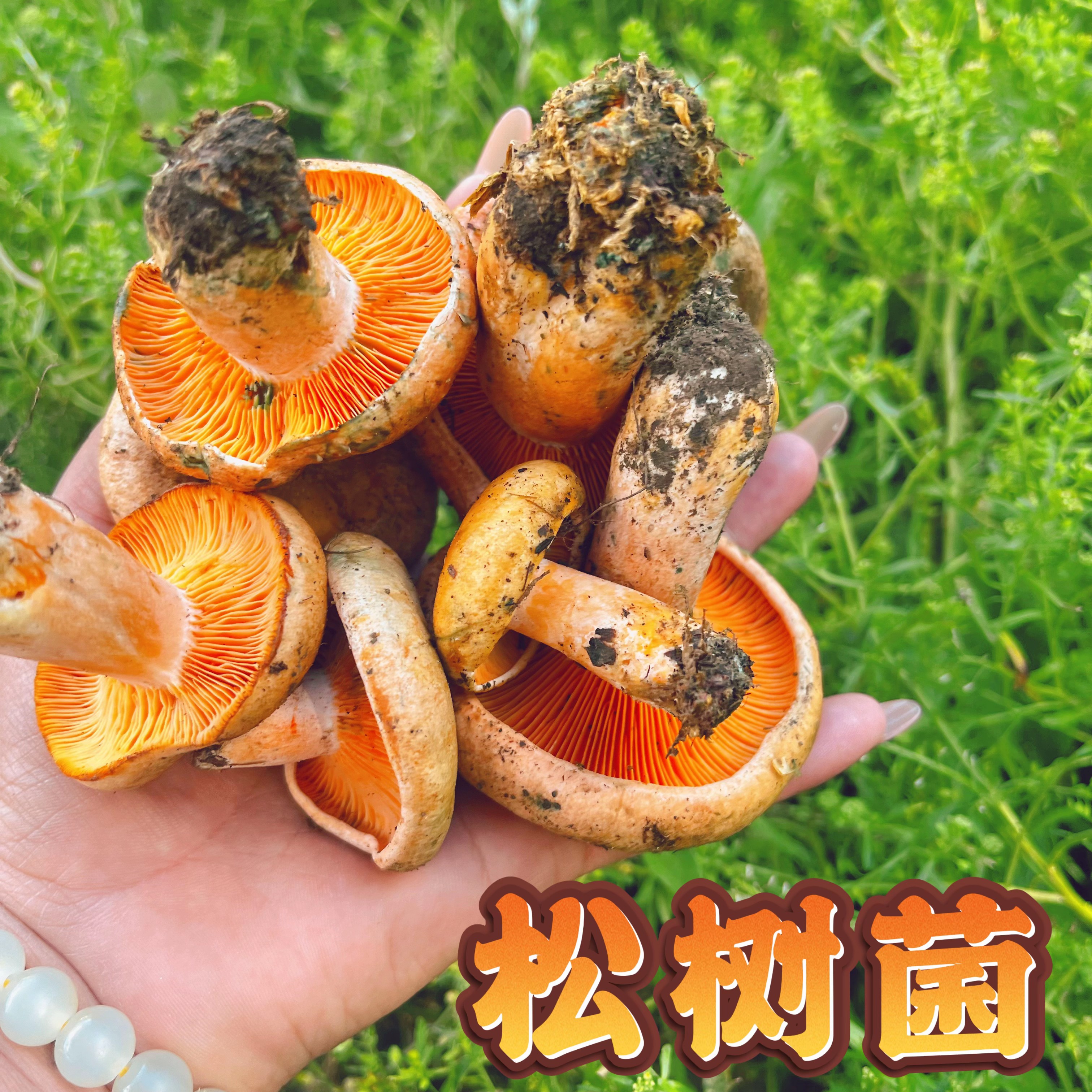 四川松树菌野生谷熟菌新鲜松乳菇松菌重阳菌雁鹅菌铜绿菌枞菌菌子