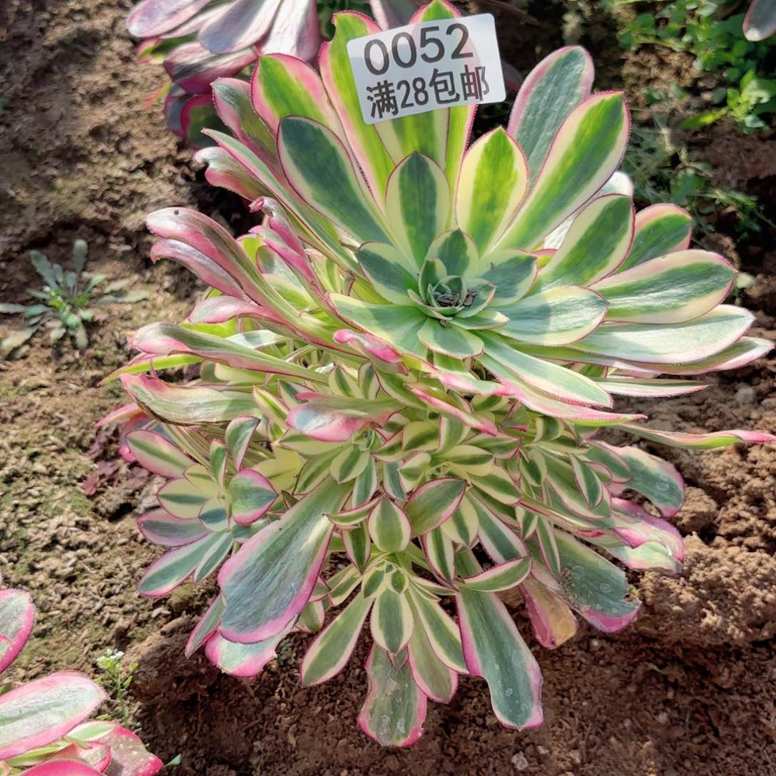 M. 0052冰淇淋多肉