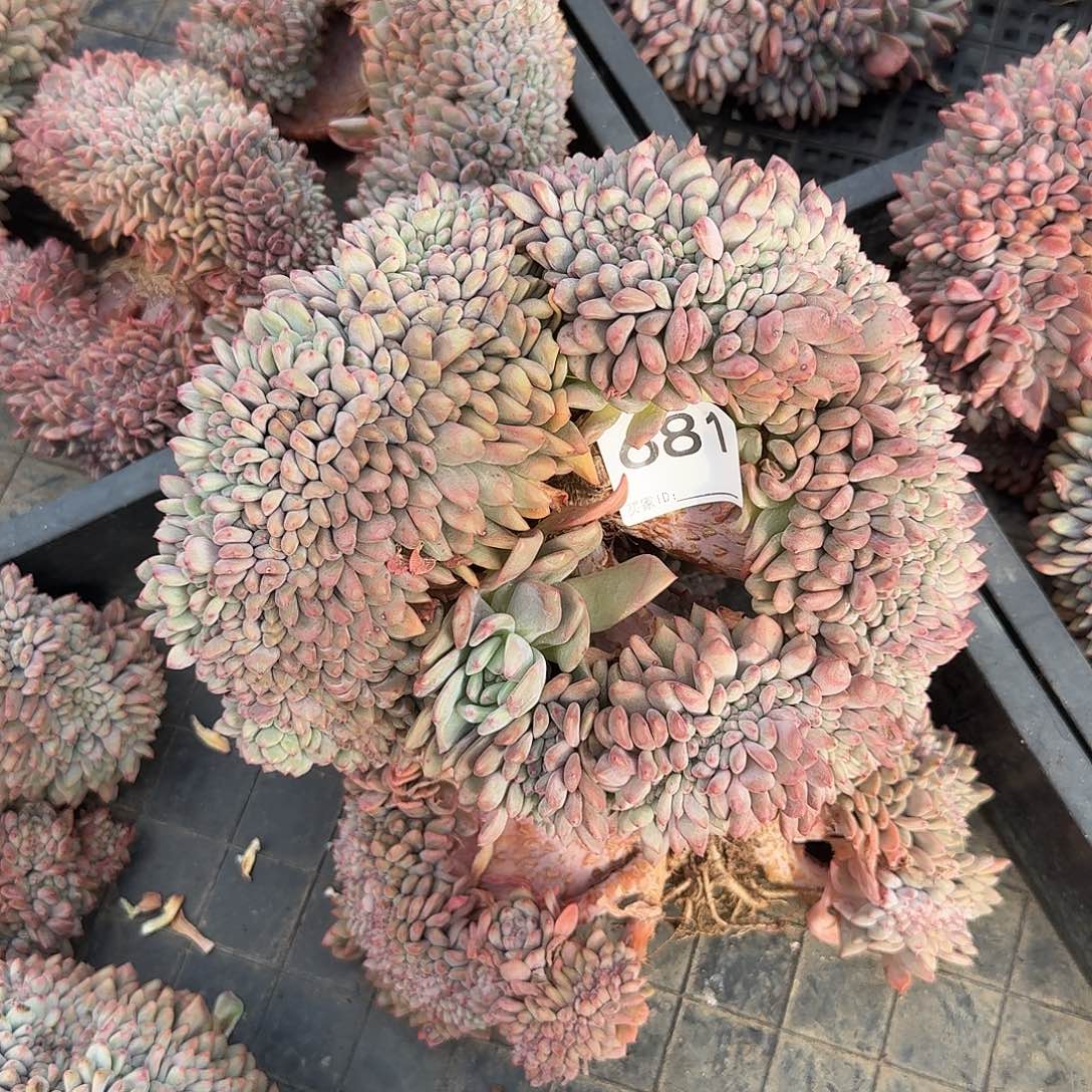 上***痕#681售后时间签收起7天内。