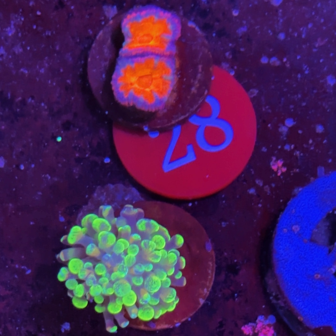 万鱼来朝海水观赏