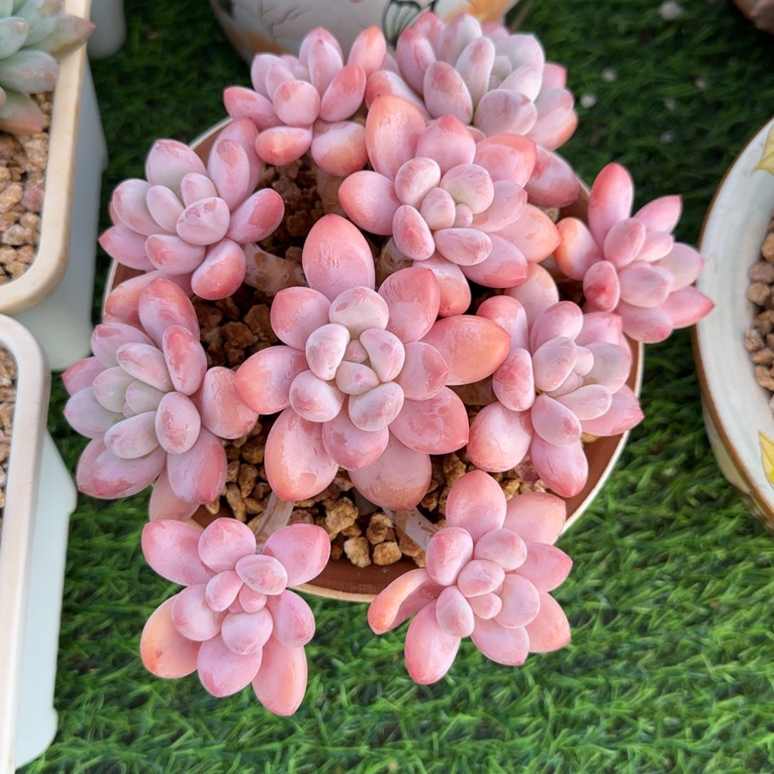 一物一拍香水10头老桩