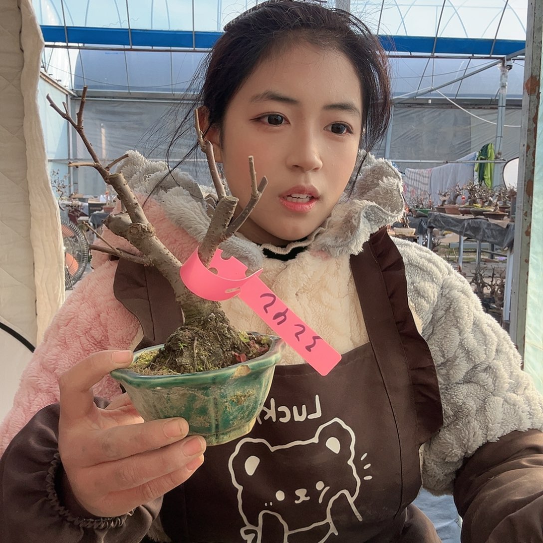 龑***>无花朵原生海棠盆景