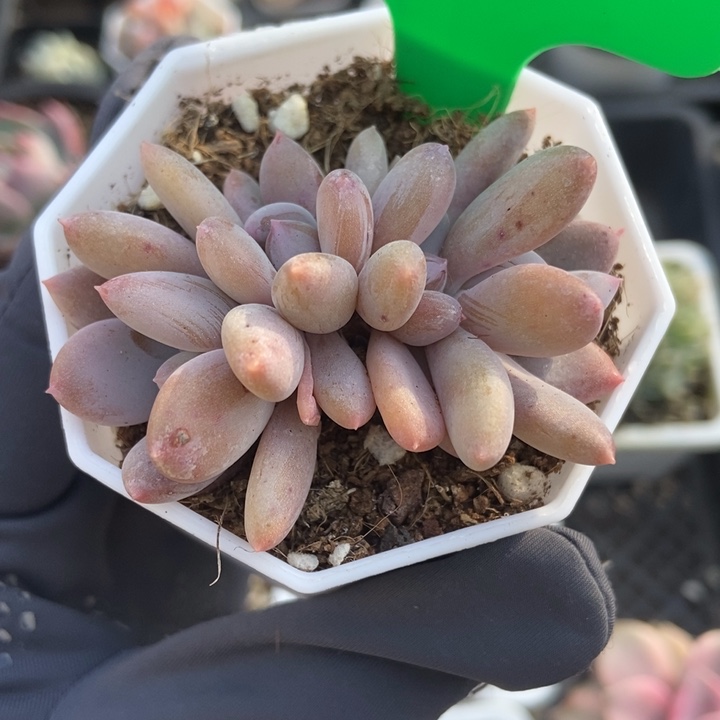 715灰姑娘多肉植物保护