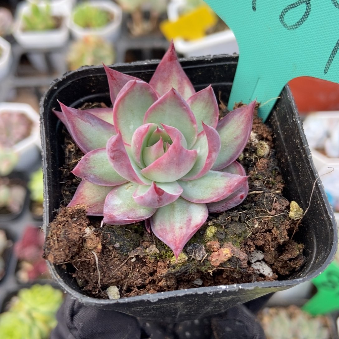 1489惊鸿仙子多肉植物保护
