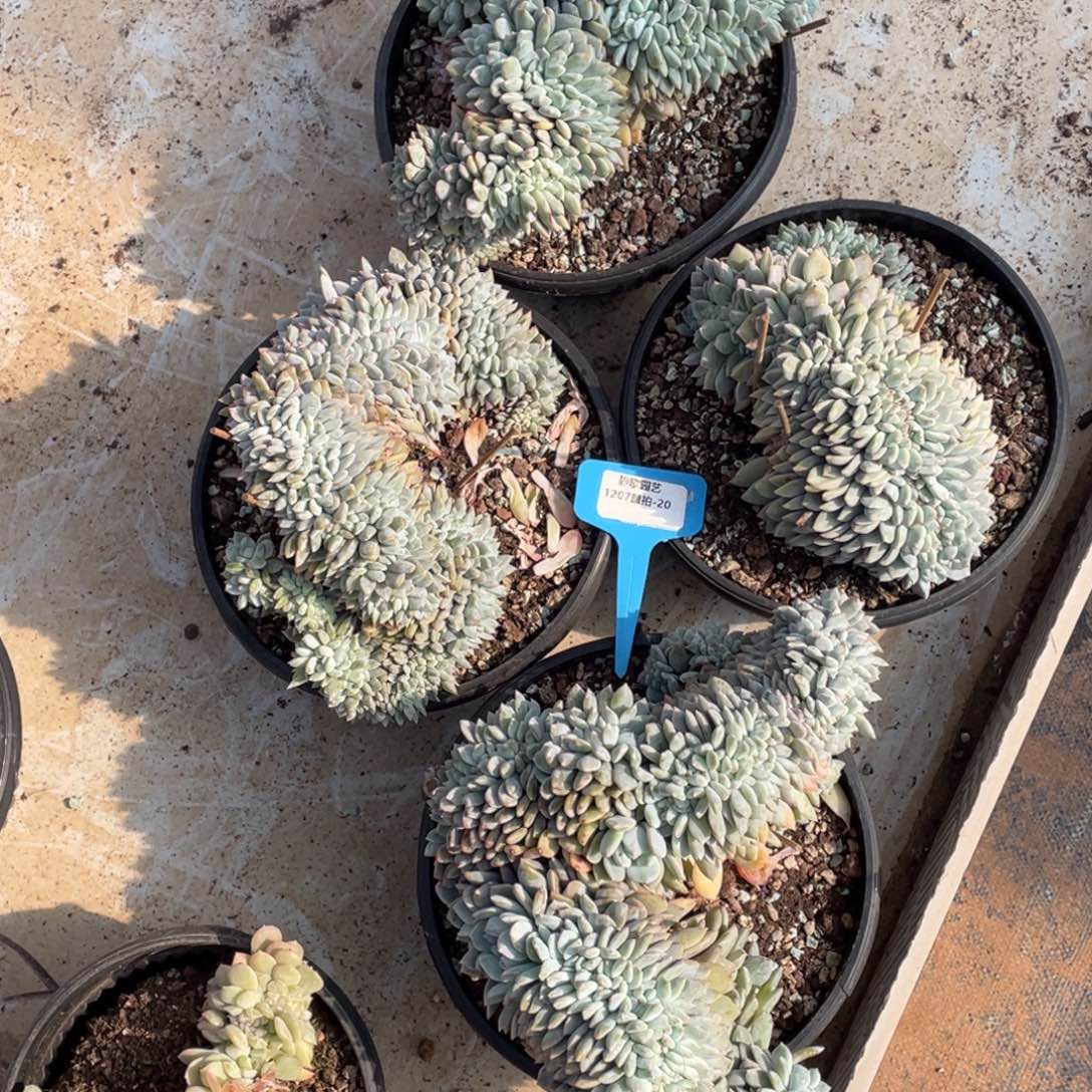 1207-20-超大石榴籽星影梦露缀化一颗