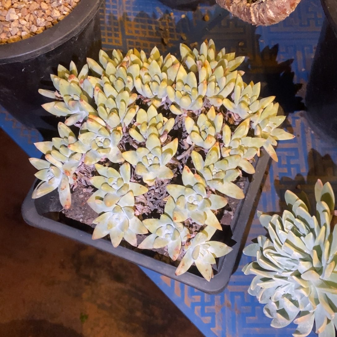 白姆多肉植物啦啦啦