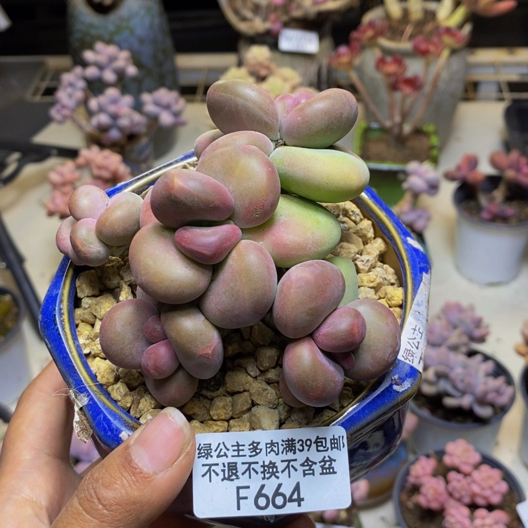 664芒果奶kk奶8cm